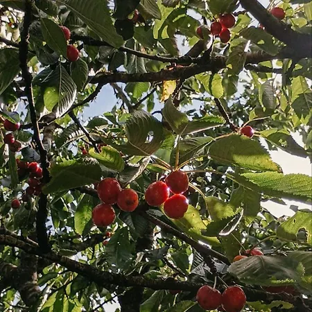 Cozy Near Balka With Outdoor Toilet And Kitchen