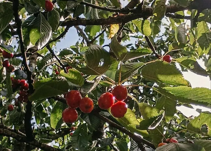 Cozy Near Balka With Outdoor Toilet And Kitchen